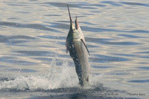 Very small Black Marlin hooked on a halco plug on 20 pound line in flat calm seas off V mile reef - Bazaruto.