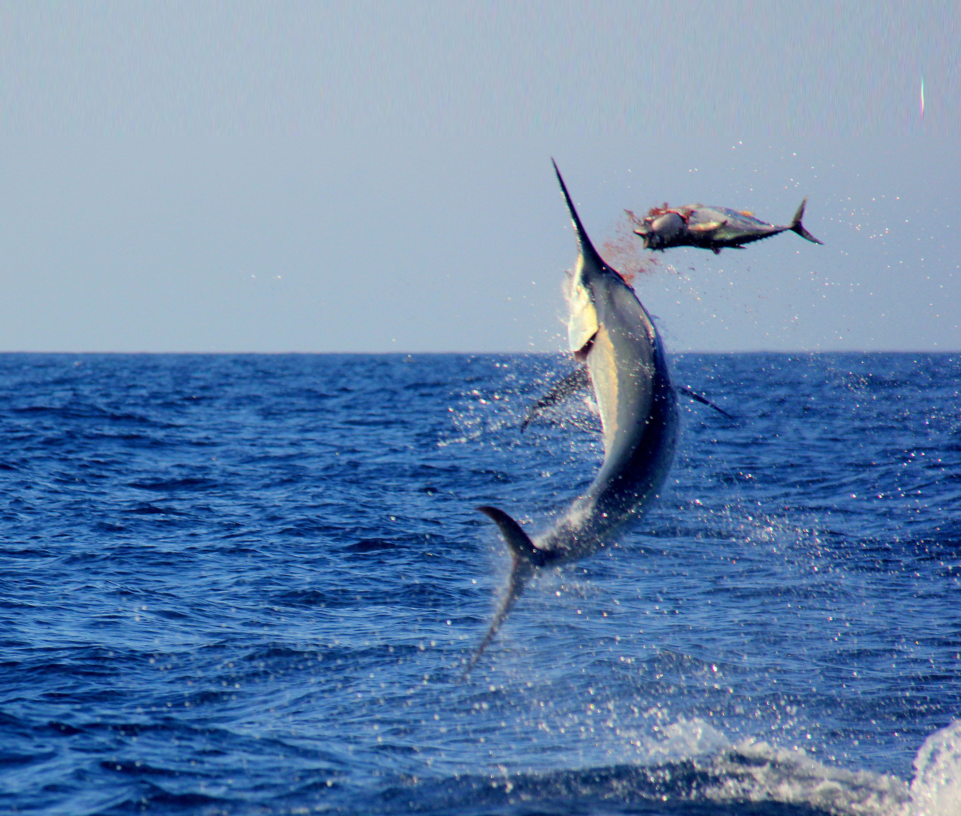 Read more about the article Marlin Season on Bazaruto