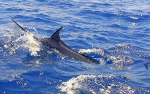 Read more about the article Marlin Diary Bazaruto