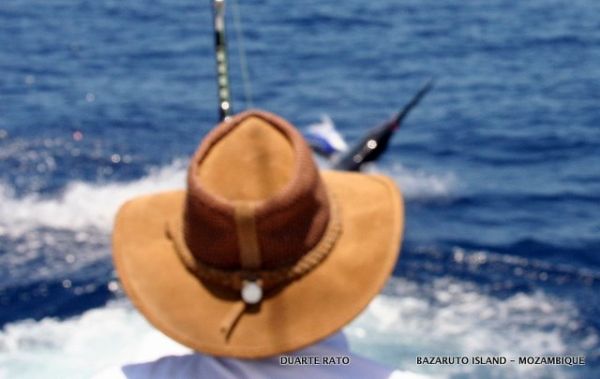 Read more about the article December Marlin Diary