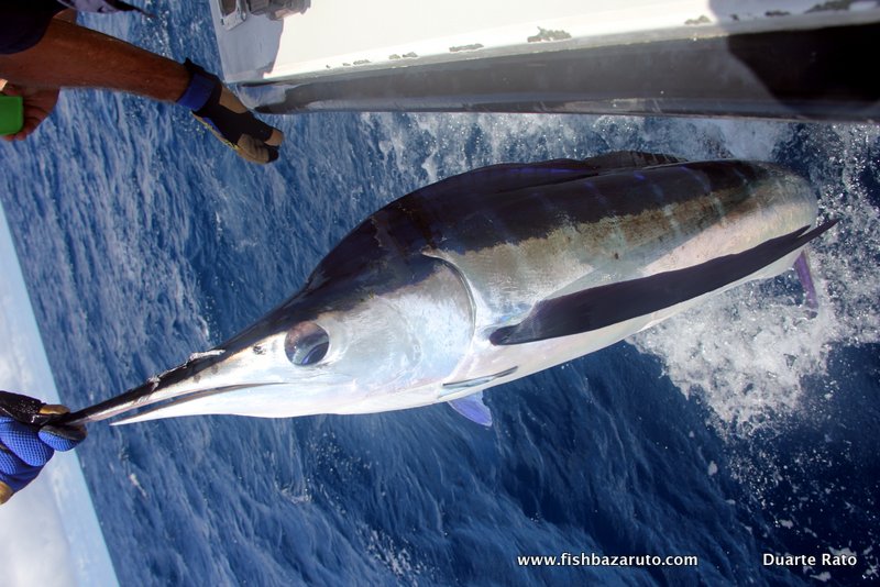 Read more about the article ASCENSION ISLAND – Fishing report (part 3)