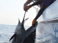 A healthy looking young sailfish about to live another day off Bazaruto Island
