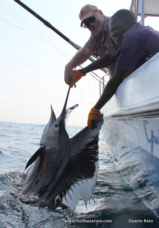 A healthy looking young sailfish about to live another day off Bazaruto Island