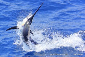 Read more about the article Bazaruto Marlin Season: Mid October