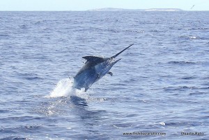 Black Marlin in flight...