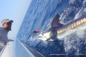 Beautiful Striped Marlin for Aaron Atkins