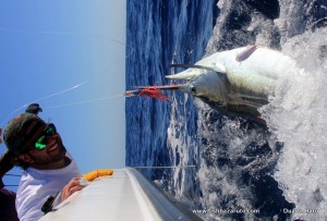 Small Marlin caught on a lure late afternoon...