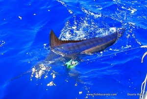 Another lure caught Bazaruto Marlin in flat calm seas.