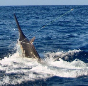 Another Giant Black Marlin off Bazaruto in November 2015 - Baz Explorer