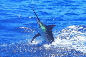2 for 2 Marlin for Jose on the day. This one a 300 pounder on a lumo Pulsator lure