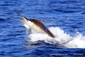 Bazaruto Golden magic! Mozambique magnificent fishing!