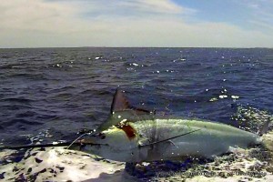 Bazaruto Big Marlin jumping on the leader!
