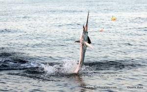 Sailfish @ dawn...