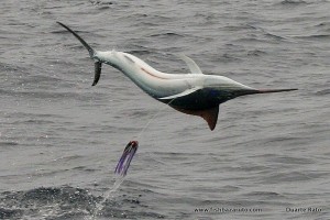 Small Black Marlin caught on a skipjack color 1696 in the middle of a skipjack school!!!