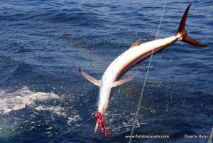 Another small Bazaruto Black Marlin doing what they do best...