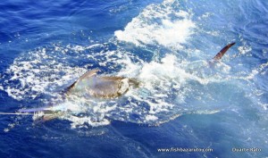 As the water cools down Blacks should start coming back to the archipelago along with some Blues out wide.