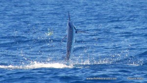 Small to medium range Black Marlin were plentiful the first half of December off the Bazarutp Archipelago...