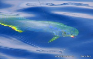 Dorado @ boatside...