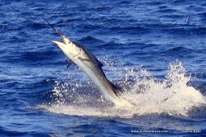 Although they are more prolific in the winter months starting from late April, sailfish can be caught year round on the archipelago and a few pods showed up in March.