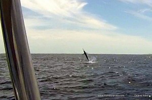 A good run of Black Marlin in close and Blues out wide is to be expected has the water cools down to a perfect 27c in the next few weeks.