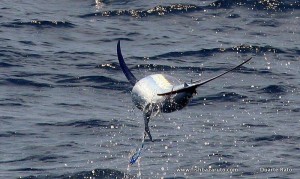 Due to extreme warm water conditions very few boats specifically targeted Marlin during February and March, but a number of fish were hooked and released.
