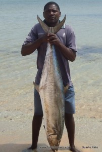 A good size cuda caught on a small bonito live bait fishing on a downrigger.