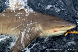 Big numbers of a variety of mid to very large sharks can be caught of Bazaruto year round!