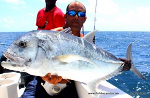 Although fishing for GT´s can be good year round of Bazaruto, the peak summer months are normally the more consistent for numbers & size of fish.