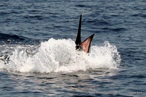 An estimated 600 plus Black Marlin just before it spat the hooks aboard VAMIZI