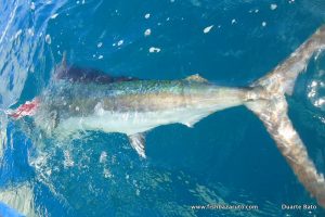 It pay´s off having a bigger lure out there! This small Black was caught & released shallow green water while fishing for cuda!!!