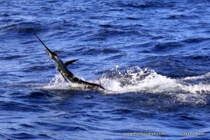 The next few months should see a steady sailfish bite...