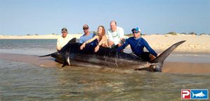 Read more about the article 1018lb Grander Black Marlin by Big Bob