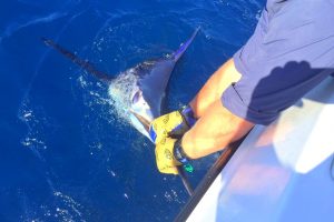 1-Jayson 300 blue