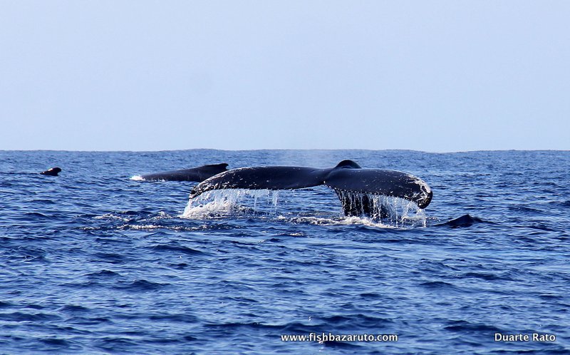 Ocean Safari Vilankulos