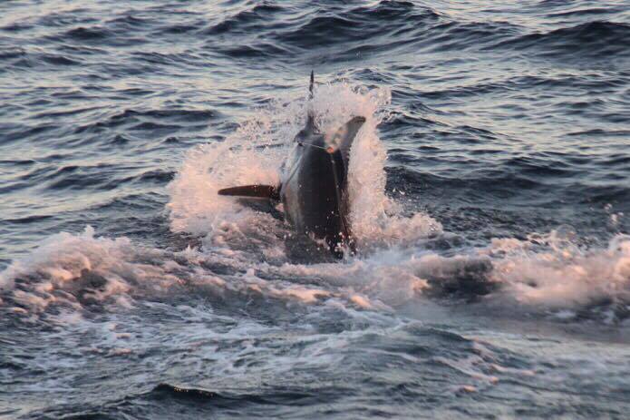 Read more about the article Video: frisky blue marlin on the wire