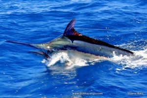 marlin baz