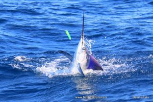 Read more about the article VILANKULOS / BAZARUTO FISHING REPORT – August 2016