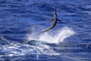 Great marlin action on the Great Barrier Reef