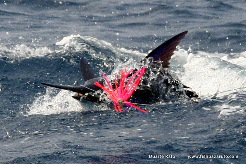 4 Although the vast Majority of fish are fairly small the Inhaca Island / Maputo, the area on offer´s world class numbers of Blue Marlin - Mozambique