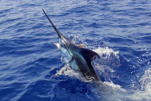 Read more about the article Mozambique Blue Marlin phenomenal bite!