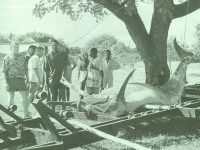 The current All African Black Marlin record. This 1 289 lbs fish was caught in 1998 by the late Jonny Harrel, off the Bazaruto Archipelago.