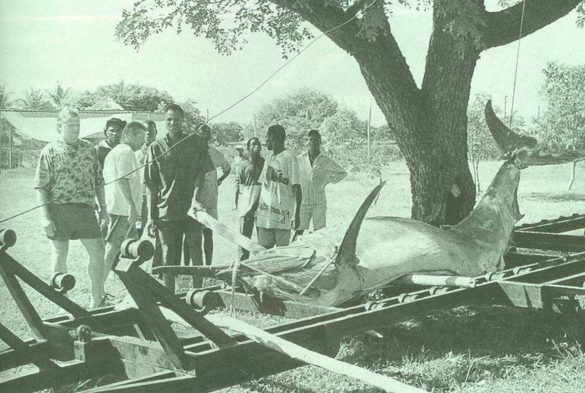 The current All African Black Marlin record. This 1 289 lbs fish was caught in 1998 by the late Jonny Harrel, off the Bazaruto Archipelago.