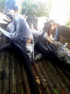 Read more about the article Mozambique Swordfish, Grand Slam, Mussel Cracker & more….