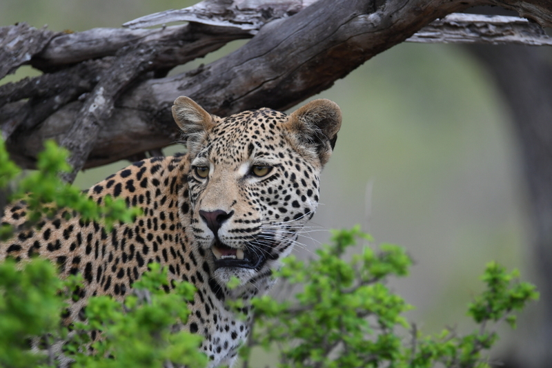 Safaris and hunting trips in Southern Africa