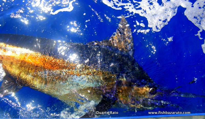 Read more about the article Bazaruto Fishing April 2017 – Wrap up