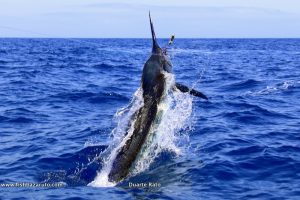 Read more about the article Cape Verde Blue Marlin Fishing 2017 – part 2