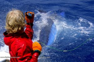 Read more about the article # 750 Blue Marlin on the pitch