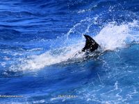 Light tackle fishing in Cape Verde
