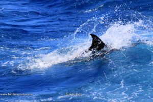 Read more about the article Video: More mind-blowing fishing in Cape Verde waters