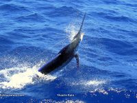 Blue marlin on a Stella 1
